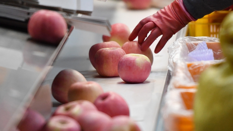 延安蘋(píng)果產(chǎn)業(yè)發(fā)展觀(guān)察：小蘋(píng)果，讓老鄉們生活越來(lái)越紅火