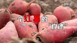 想看看紅薯的&ldquo;鍍金&rdquo;之旅嗎？來(lái)聽(tīng)聽(tīng)&ldquo;自述&rdquo;吧！