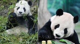 大熊貓&ldquo;團團&rdquo;，感謝你帶給兩岸同胞的美好回憶！