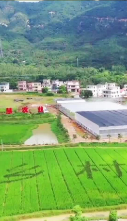 廣東：遠近聞名的“網(wǎng)紅村”——連樟村