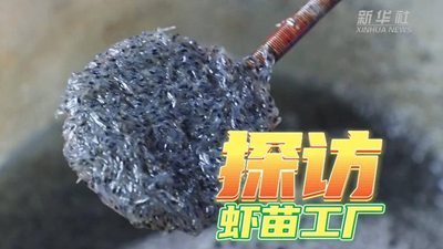 這個(gè)工廠(chǎng)，每天銷(xiāo)售蝦苗約2000萬(wàn)尾