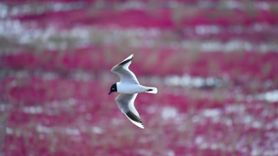 生態(tài)好不好，看鳥(niǎo)就知道&mdash;&mdash;遼河口濕地保護見(jiàn)聞