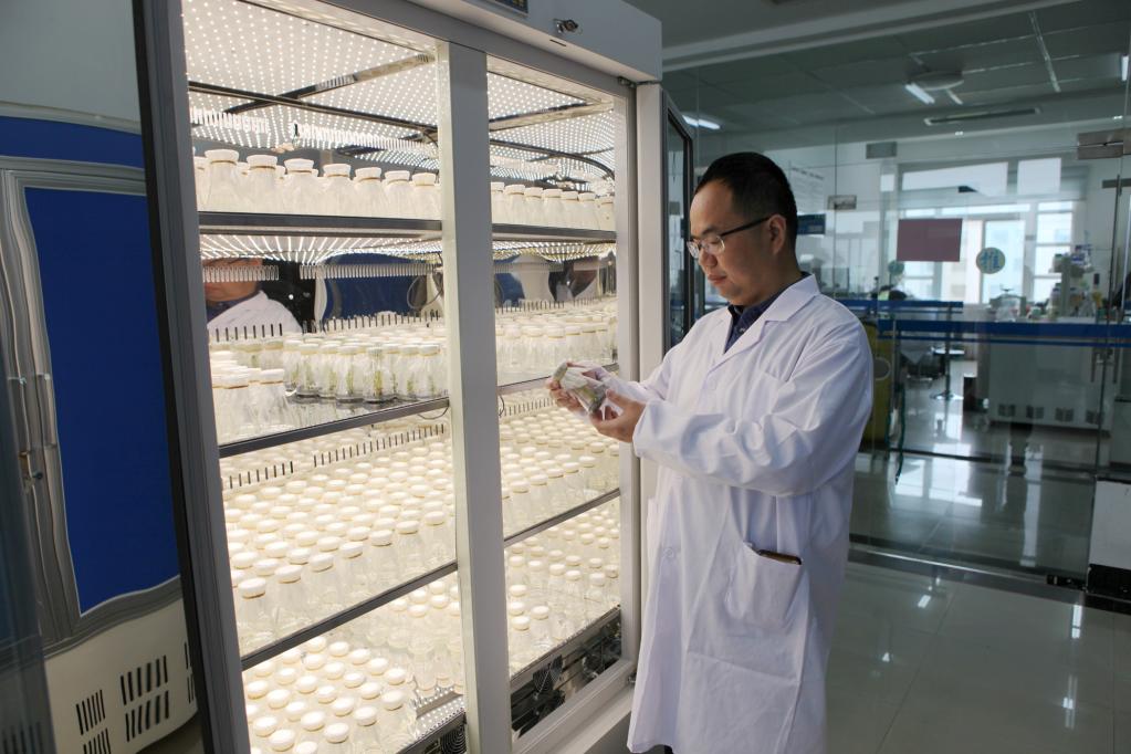 &ldquo;莊稼漢&rdquo;周雷：為水稻育種貢獻青春力量
