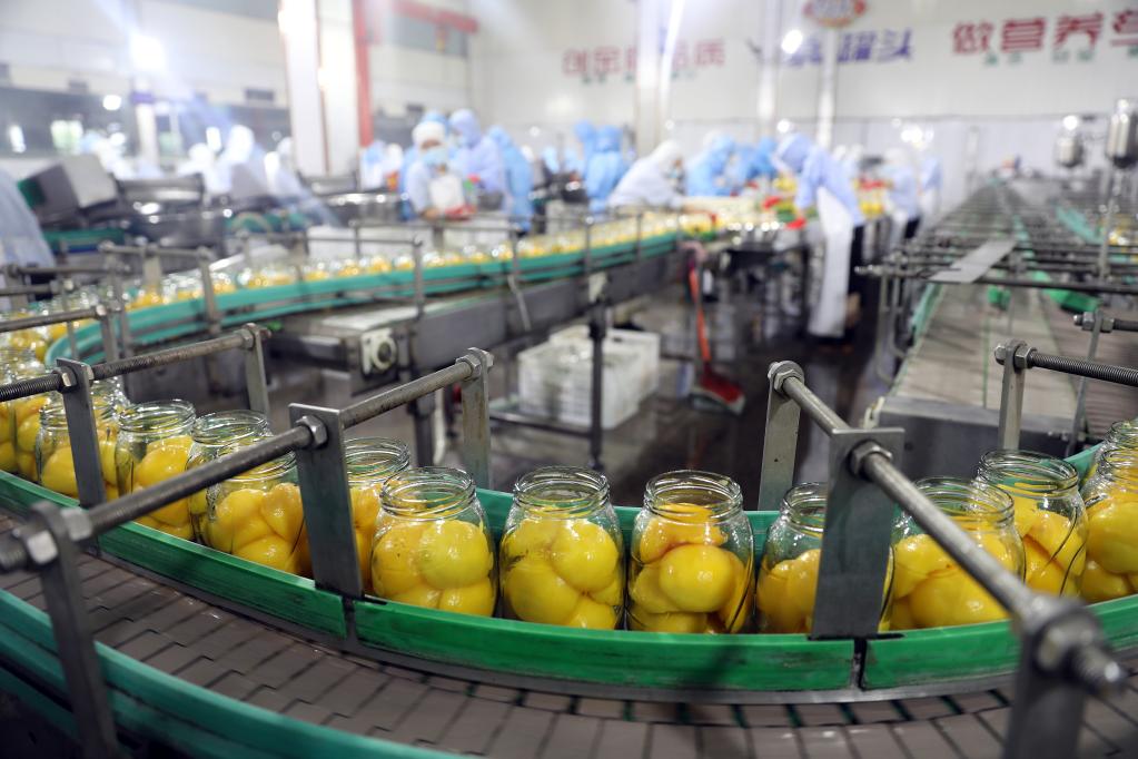 石家莊欒城：產(chǎn)業(yè)化經(jīng)營(yíng)助力農業(yè)經(jīng)濟高質(zhì)量發(fā)展