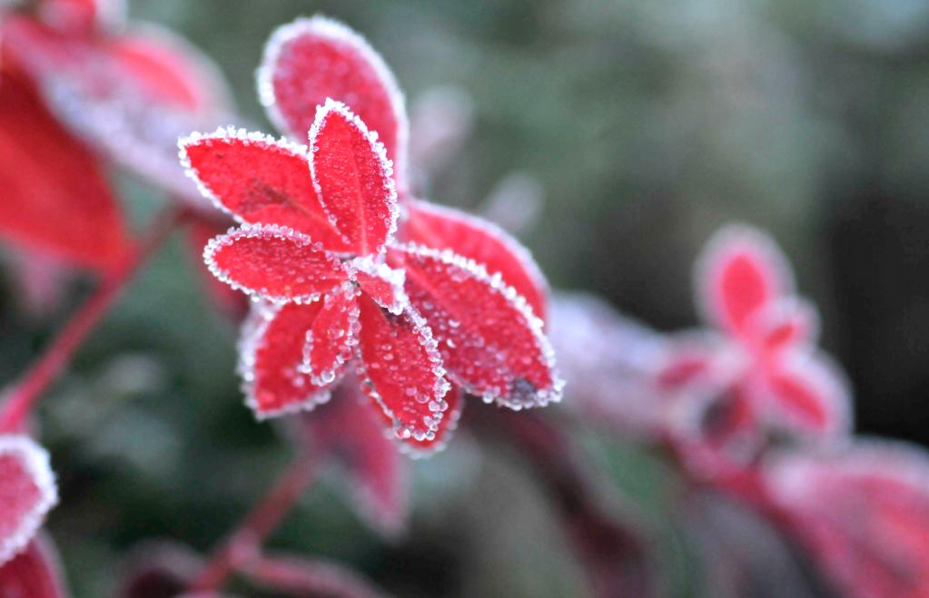 新華全媒+｜詩(shī)意中國&mdash;&mdash;山明水凈夜來(lái)霜，數樹(shù)深紅出淺黃
