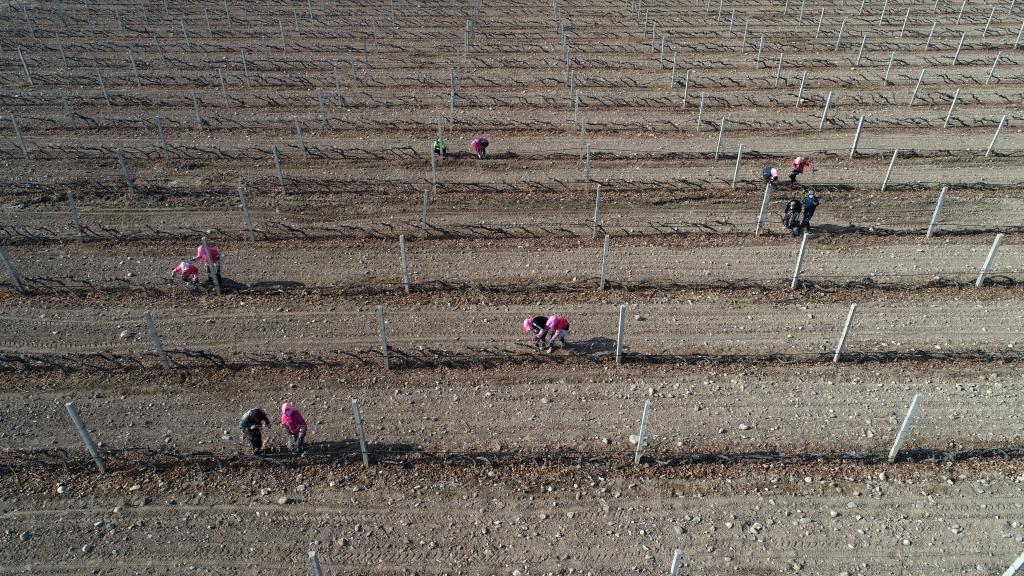 賀蘭山東麓釀酒葡萄迎&ldquo;冬眠&rdquo;