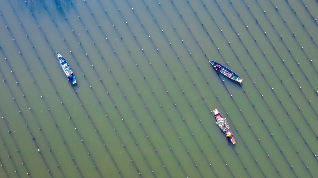 浙江長(cháng)興：河蚌育珠春管忙