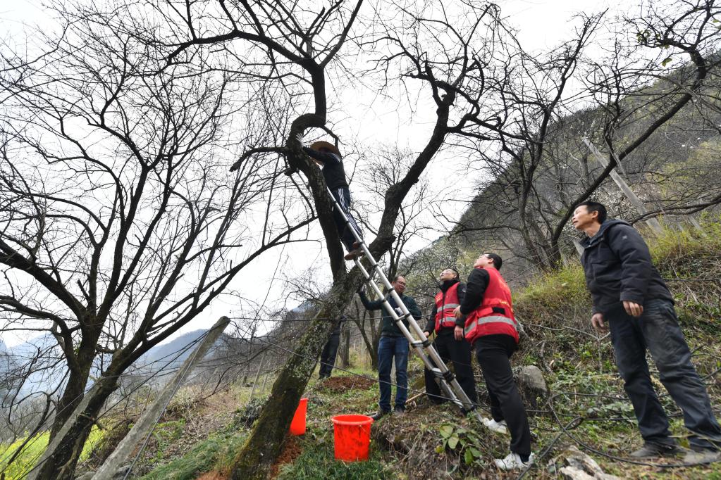 古寨老樹(shù)&ldquo;治病&rdquo;忙