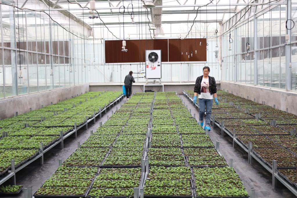 甘肅靜寧：蘋(píng)果&ldquo;鏈&rdquo;上忙