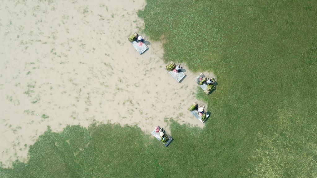 世界地球日：從&ldquo;水下荒漠&rdquo;到&ldquo;水下森林&rdquo;，走進(jìn)&ldquo;洞庭之心&rdquo;大通湖