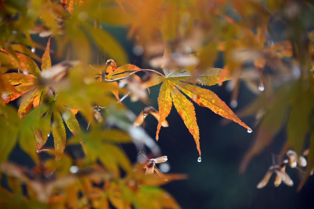 詩(shī)意中國丨丹楓萬(wàn)葉碧云邊，黃花千點(diǎn)幽巖下