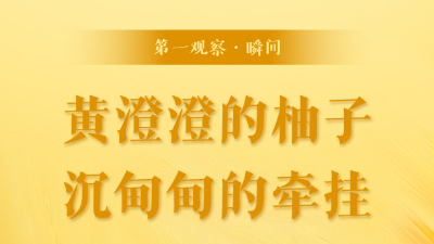第一觀(guān)察·瞬間丨黃澄澄的柚子，沉甸甸的牽掛