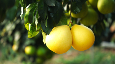 第1視點(diǎn)丨鄉村振興路 金柚正飄香