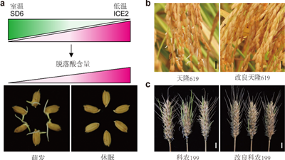 我國科學(xué)家找到調控水稻、小麥穗發(fā)芽的&ldquo;開(kāi)關(guān)&rdquo;